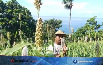 Kurangi Ketergantungan Batu Bara, PLN IP Serap Sorgum Petani untuk Bahan Bakar PLTU