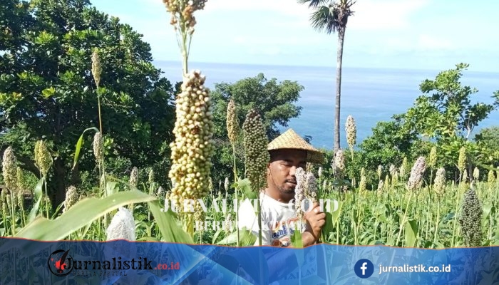 Kurangi Ketergantungan Batu Bara, PLN IP Serap Sorgum Petani untuk Bahan Bakar PLTU