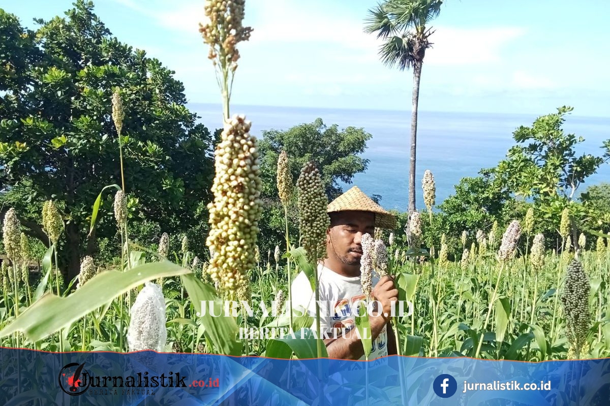 Kurangi Batu Bara, PLN IP Serap Sorgum Petani Jadi Bahan Bakar PLTU Money 26 Juni 2026