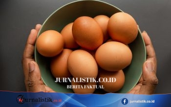 Telur dan Daging Ayam Jadi Menu Wajib MBG di Jateng, Disajikan 2 Kali dalam Sepekan Regional 19 Juni 2026