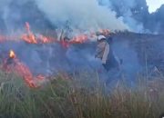 Savana Propok di Gunung Rinjani Terbakar, 15 Petugas Dikerahkan untuk Memadamkan Api