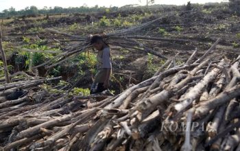 Kritik Food Estate Merauke dan Tafsir Ekonomi Pancasila