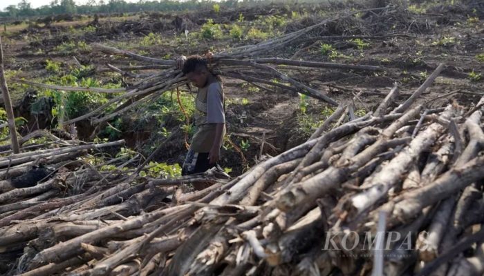 Kritik Food Estate Merauke dan Tafsir Ekonomi Pancasila