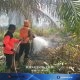 334 Hektare Gambut Terbakar di Nagan Raya, Desakan Usut Pelaku dan Evaluasi Izin Usaha Regional 9 Juni 2026