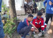 Dipelihara Setahun, Monyet Abu-Abu di Situbondo Beringas Ancam Keselamatan Pemiliknya Regional 4 Juni 2026