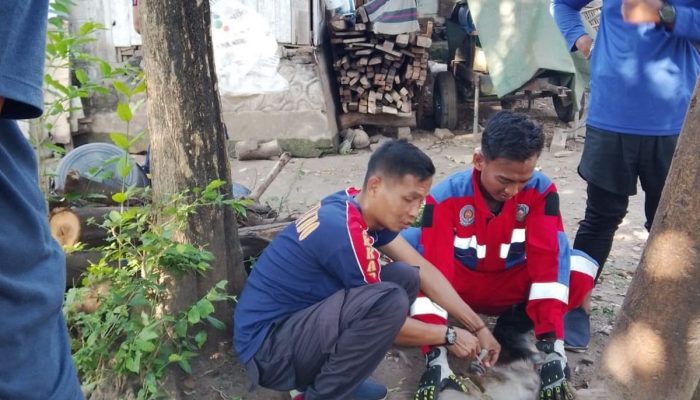 Setahun Dipelihara, Monyet Abu-Abu di Situbondo Beringas Ancam Keselamatan Pemiliknya