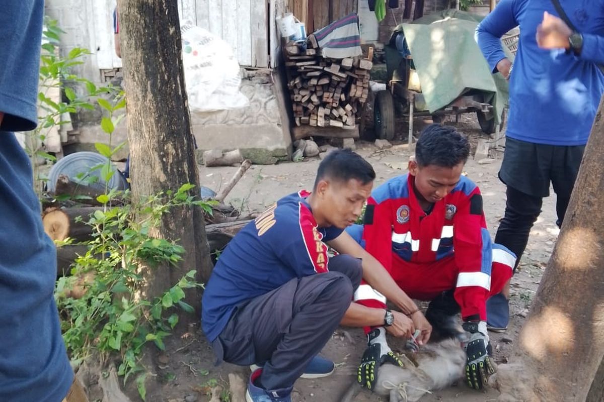 Dipelihara Setahun, Monyet Abu-Abu di Situbondo Beringas Ancam Keselamatan Pemiliknya Regional 4 Juni 2026