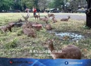 Rusa Viral Makan Sampah Plastik, Pemkot Solo Siapkan Konsep Penangkaran Baru di Taman Sriwedari