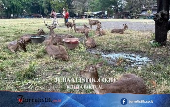 Viral Rusa Makan Sampah, Pemkot Solo Siapkan Konsep Penangkaran Baru Taman Sriwedari Regional 7 Juni 2026