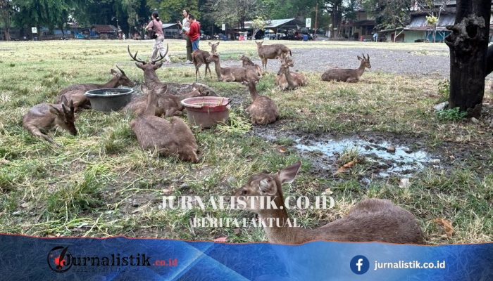 Rusa Viral Makan Sampah Plastik, Pemkot Solo Siapkan Konsep Penangkaran Baru di Taman Sriwedari