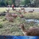 Viral Rusa Makan Sampah, Pemkot Solo Siapkan Konsep Penangkaran Baru Taman Sriwedari Regional 7 Juni 2026