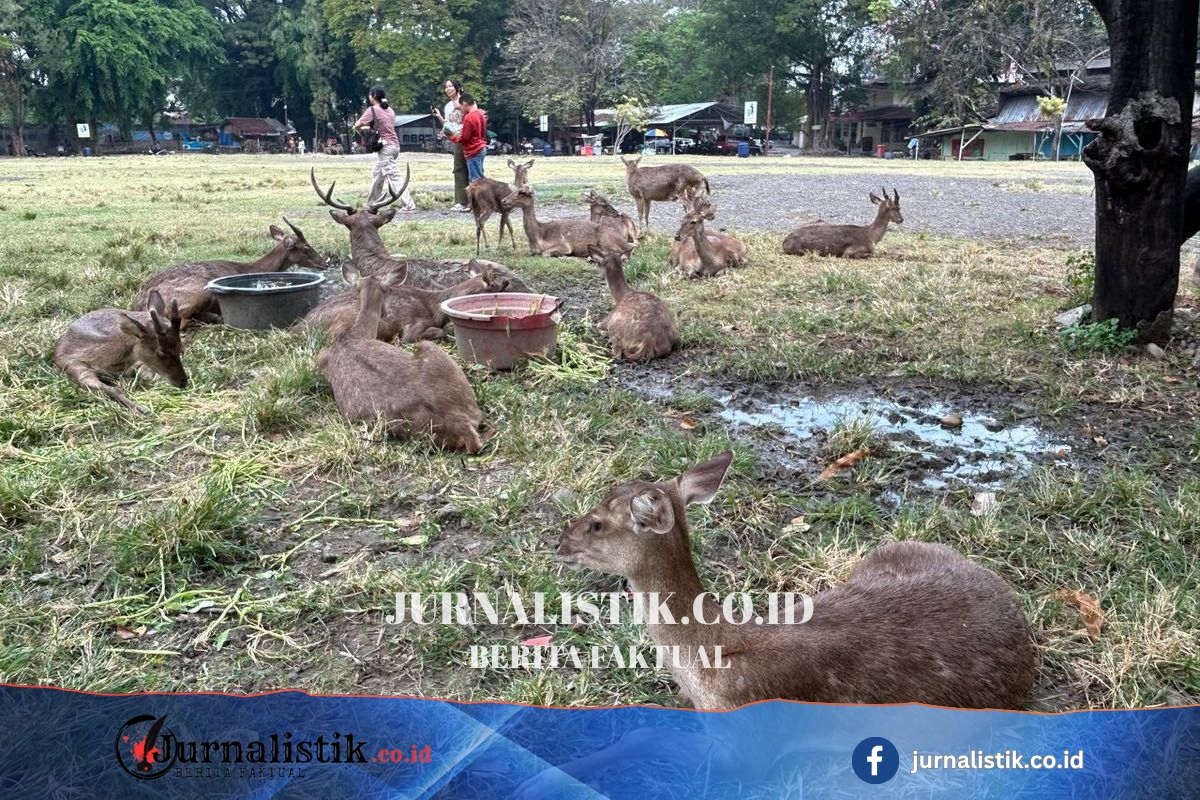 Viral Rusa Makan Sampah, Pemkot Solo Siapkan Konsep Penangkaran Baru Taman Sriwedari Regional 7 Juni 2026