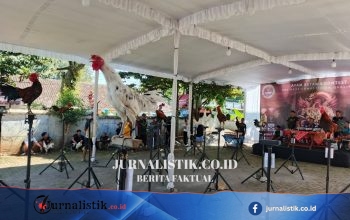 Saat Ayam Tak Sekadar Berkokok, Mereka "Tertawa" untuk Jadi Juara di Salatiga Regional 7 Juni 2026