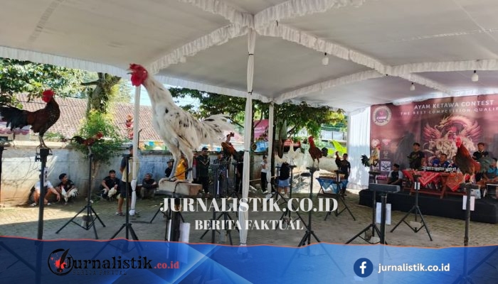 Bukan Sekadar Berkokok, Ayam “Tertawa” Kejar Gelar Juara di Salatiga