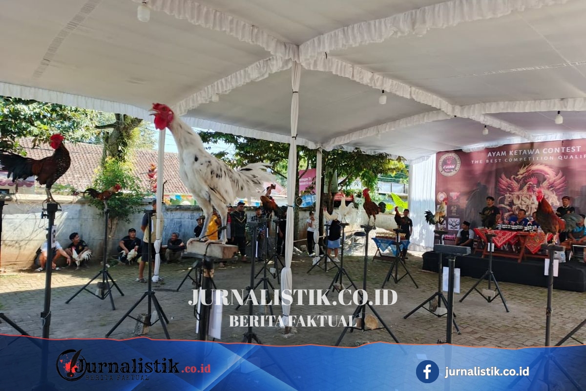 Saat Ayam Tak Sekadar Berkokok, Mereka "Tertawa" untuk Jadi Juara di Salatiga Regional 7 Juni 2026