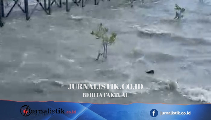 BMKG Cabut Peringatan Dini Tsunami di Berau, Tsunami Kecil Sempat Terekam di Biduk-biduk