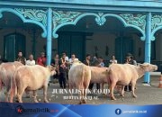 5 Ekor Kebo Bule Jalani Latihan Jelang Kirab 1 Suro Keraton Solo Regional 13 Juni 2026