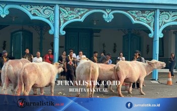 5 Ekor Kebo Bule Jalani Latihan Jelang Kirab 1 Suro Keraton Solo Regional 13 Juni 2026