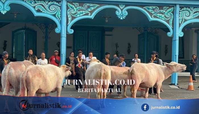 5 Ekor Kebo Bule Jalani Latihan Menjelang Kirab 1 Suro di Keraton Solo