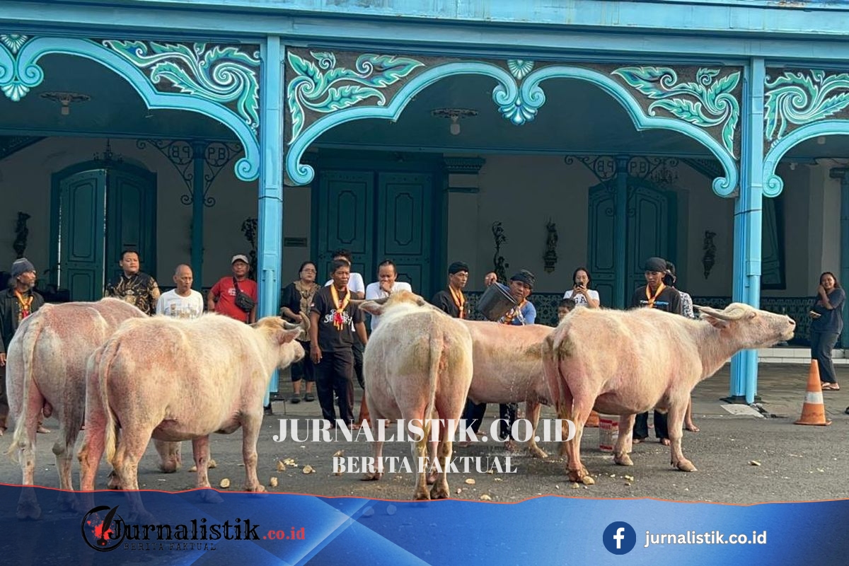 5 Ekor Kebo Bule Jalani Latihan Jelang Kirab 1 Suro Keraton Solo Regional 13 Juni 2026
