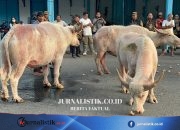 Ada Nyai Pahing dan Suro, Ini 5 Kebo Bule yang Akan Pimpin Kirab 1 Suro Keraton Solo Regional 13 Juni 2026