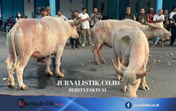 Ada Nyai Pahing dan Suro, Ini 5 Kebo Bule yang Akan Pimpin Kirab 1 Suro Keraton Solo Regional 13 Juni 2026