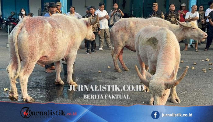 Ada Nyai Pahing dan Suro: 5 Kebo Bule yang Akan Memimpin Kirab 1 Suro Keraton Solo