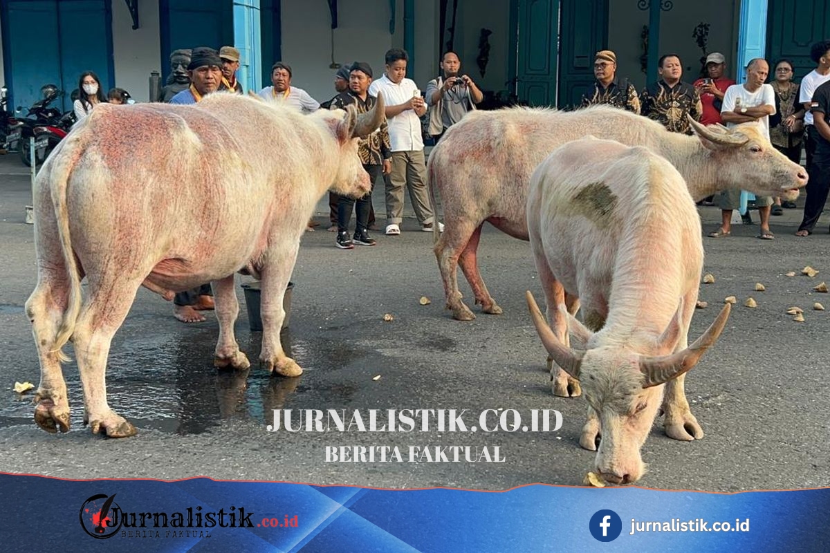Ada Nyai Pahing dan Suro, Ini 5 Kebo Bule yang Akan Pimpin Kirab 1 Suro Keraton Solo Regional 13 Juni 2026