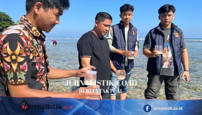 Polisi Bongkar Dugaan Jual Beli Ilegal, Sita 9.000 Benih Lobster Senilai Rp1,3 M di Pesisir Barat