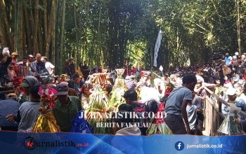 Gunung Semeru Erupsi 40 Kali, Warga Lereng Tetap Gelar Tradisi 1 Suro Pendem Sirah Lembu