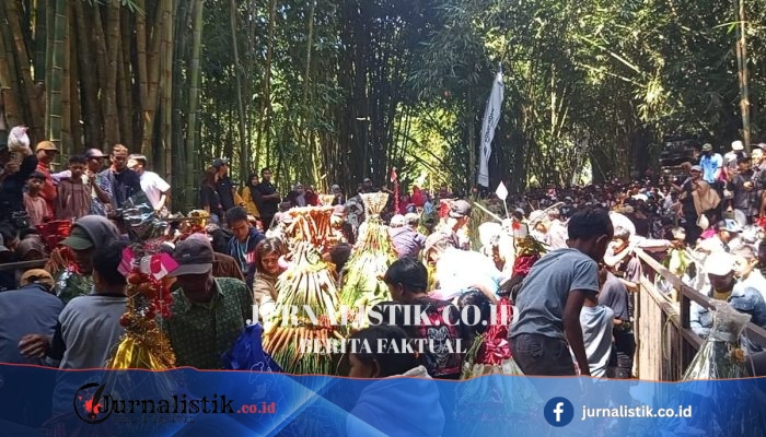 Gunung Semeru Erupsi 40 Kali, Warga Lereng Tetap Gelar Tradisi 1 Suro Pendem Sirah Lembu