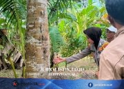 Hewan Diduga Beruang Resahkan Warga Tanggamus Lampung, Polisi Temukan Bekas Cakaran Regional 16 Juni 2026