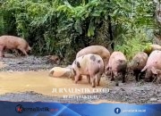 Viral Babi Berkubang Jalan Rusak Way Kanan, Ternyata Berasal dari Truk yang Terguling Regional 19 Juni 2026