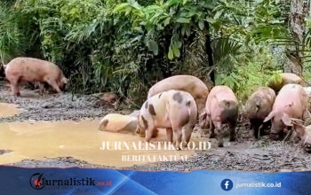 Viral Babi Berkubang Jalan Rusak Way Kanan, Ternyata Berasal dari Truk yang Terguling Regional 19 Juni 2026