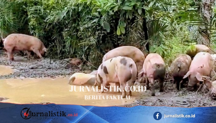 Viral Babi Berkubang di Jalan Rusak Way Kanan, Ternyata Berasal dari Truk Terguling