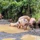 Viral Babi Berkubang di Jalan Rusak Way Kanan, Ternyata Berasal dari Truk Terguling