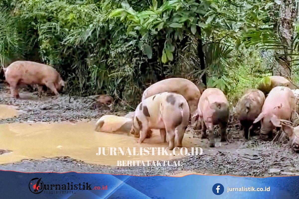 Viral Babi Berkubang Jalan Rusak Way Kanan, Ternyata Berasal dari Truk yang Terguling Regional 19 Juni 2026