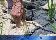 Padi Usia 25 Hari Mulai Menguning, Petani di Natar Terancam Puso Regional 20 Juni 2026