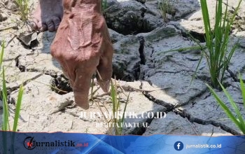 Padi Berusia 25 Hari Menguning, Petani Natar Terancam Puso