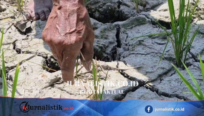 Padi Berusia 25 Hari Menguning, Petani Natar Terancam Puso