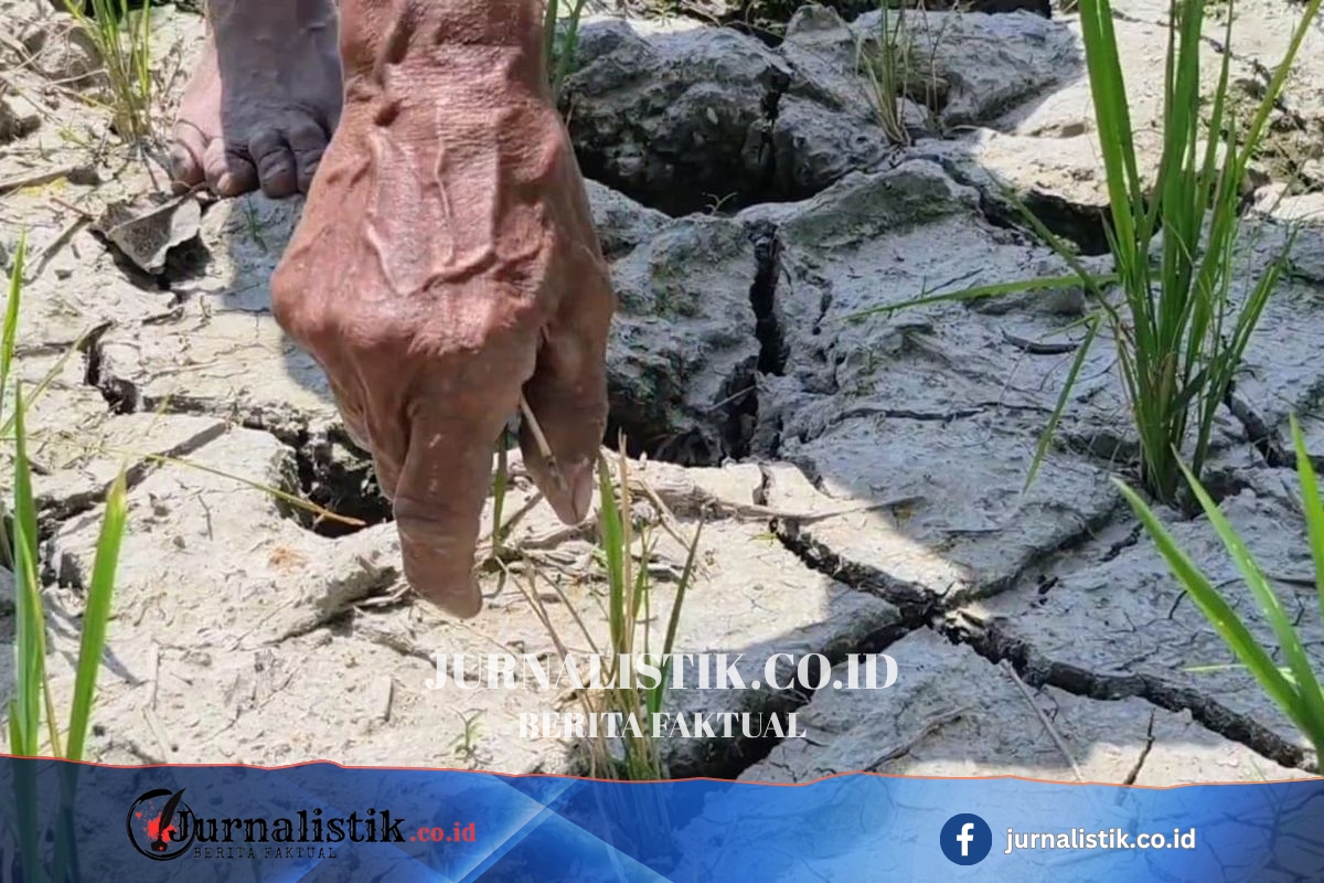 Padi Usia 25 Hari Mulai Menguning, Petani di Natar Terancam Puso Regional 20 Juni 2026