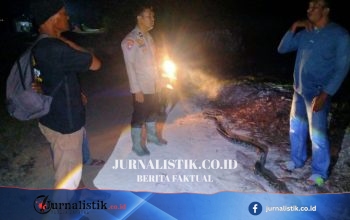 Nekat Tangkap Piton 4 Meter di Rokan Hilir, Pria Kritis Setelah Dililit di Badan dan Leher