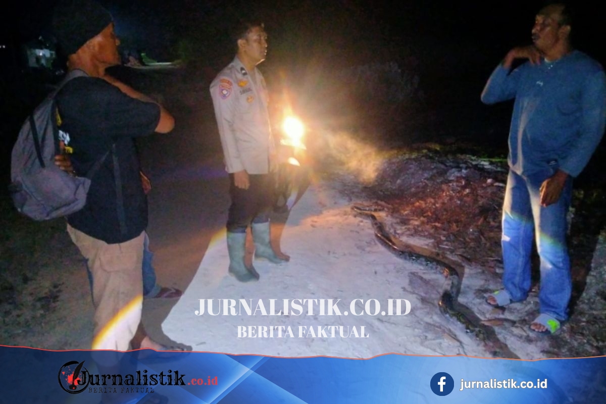 Nekat Tangkap Piton 4 Meter, Pria di Riau Kritis Setelah Dililit Regional 20 Juni 2026