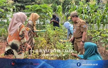 Transformasi Lahan Kumuh di Jakut Jadi Kebun Produktif Penghasil Sayur Gratis