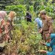 Transformasi Lahan Kumuh di Jakut Jadi Kebun Produktif Penghasil Sayur Gratis