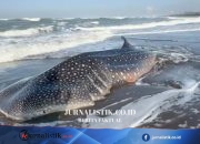 Hiu Paus Sepanjang 5 Meter Terdampar di Pantai Cilacap, Sempat Hidup lalu Mati Regional 22 Juni 2026