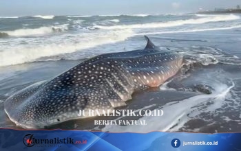 Hiu paus sepanjang 5 meter terdampar di Pantai Cilacap; sempat hidup sebelum akhirnya mati