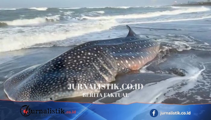 Hiu paus sepanjang 5 meter terdampar di Pantai Cilacap; sempat hidup sebelum akhirnya mati