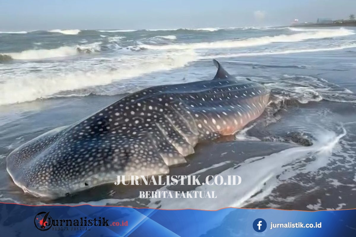 Hiu Paus Sepanjang 5 Meter Terdampar di Pantai Cilacap, Sempat Hidup lalu Mati Regional 22 Juni 2026