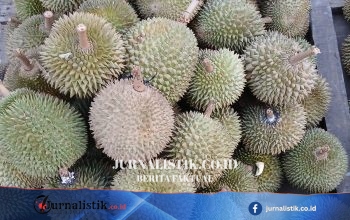 Durian Melimpah di Bangka Belitung, Pedagang Turunkan Harga
